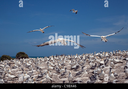 Gannett Phoca vitulina Kolonie am Bass Rock Schottland Großbritannien größte Brutkolonie Stockfoto