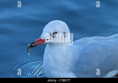 Schwarz Spitze Gull Larus Ridibundus mit Stichling in Rechnung Herbst Stockfoto