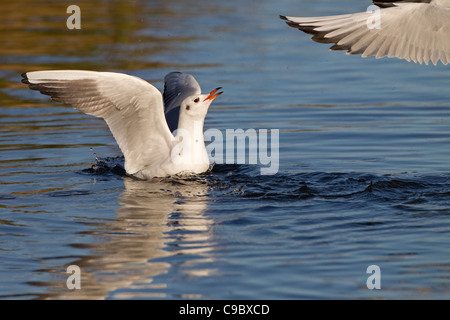 Schwarze Spitze Möwen Larus Ridibundus Streitereien auf dem Wasser Stockfoto