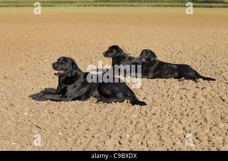 Schwarzer Labrador holt Rebhuhn auf Spielschießen in Norfolk Mitte November ab Stockfoto