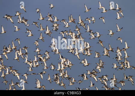 eine Herde von Black-tailed Godwits Limosa Limosa im Flug über Sümpfe Stockfoto