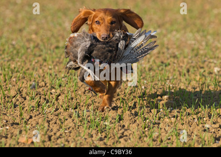 Cocker Spaniel abrufen Rebhühner auf schießen Stockfoto