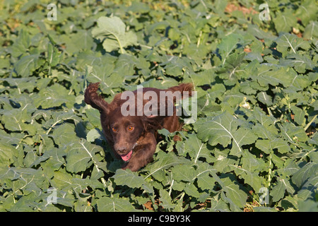 Cocker Spaniel auf Fasan schießen abrufen Stockfoto