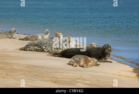 Graue Dichtung Halichoerus Grypus und gemeinsame Robben Seehundstation Vitulin auf Sandbank Stockfoto