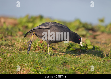 Blässhuhn Fulica Atra Flügel dehnen Stockfoto