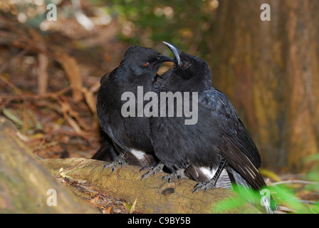 Weiß-winged Alpenkrähe Corcorax Melanorhamphos paar gegenseitig putzen Stockfoto