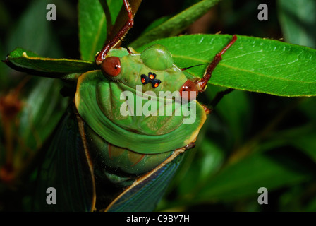 Green Grocer "Zikade Cyclochila Australasiae grüne Farbe Form Stockfoto