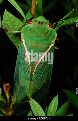 Green Grocer "Zikade Cyclochila Australasiae grüne Farbe Form Stockfoto