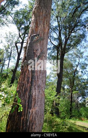 Spitzen Monitor Varanus Varius Klettern Baum Deua National Stockfoto