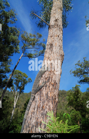 Spitzen Monitor Varanus Varius Klettern Baum Deua National Stockfoto