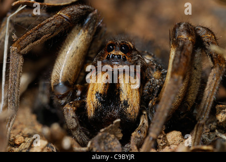 Garten-Wolfspinne weibliche Lycosa sp Godeffroyi? Jungspinnen Stockfoto