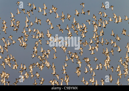 Golden Plover Pluvialis apricaria strömt auf dem Flug über das Cley Naturschutzgebiet Stockfoto