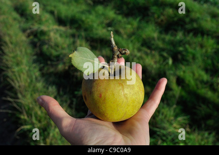 Eine frisch geerntete Bio Egremont Russet Tafelapfel liegt in der Hand der Frau, die es geerntet. Stockfoto