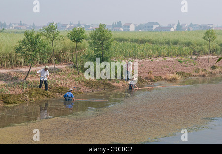 China, Provinz Jiangsu, Qidong, Landwirte clearing Wasserpflanzen aus einem erstickten Bewässerungskanal mit Bambus-Stangen. Stockfoto