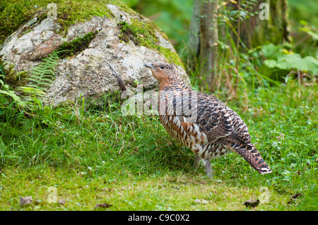 Auerhuhn, at Urogallus, weibliche Auerhühner Auerhahn Stockfoto