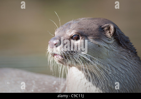 Glatt beschichtet Otter Portrait (Lutrogale Perspicillata) Stockfoto