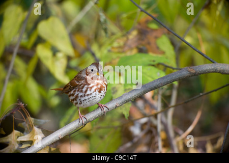 Fox-Sparrow (Passerella Iliaca Iliaca), rote Unterart, thront auf einem Ast im New Yorker Central Park. Stockfoto