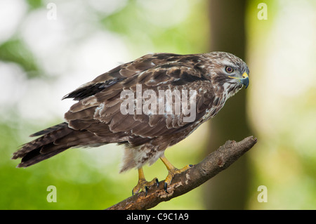 Maeuse Bussard Buteo Buteo, Mäusebussard Stockfoto