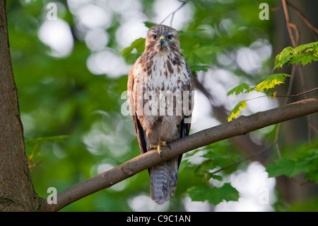 Maeuse Bussard Buteo Buteo, Mäusebussard Stockfoto