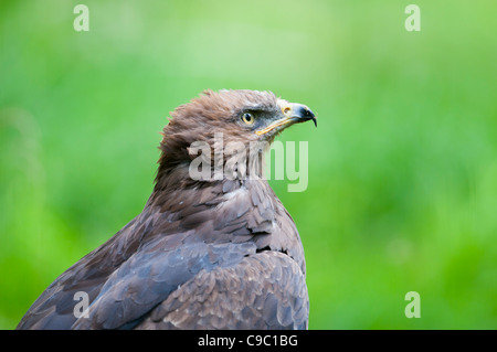 Schreiadler Aquila Pomarina, Lesser Spotted Eagle Stockfoto