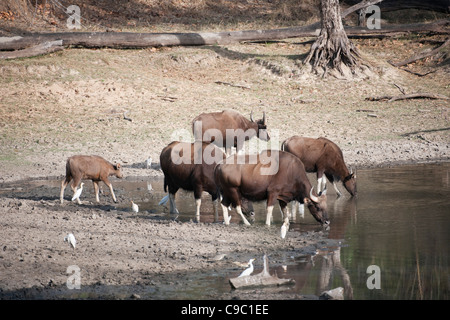 Gaur Bos Gaurus Kanha Nationalpark Indien Stockfoto