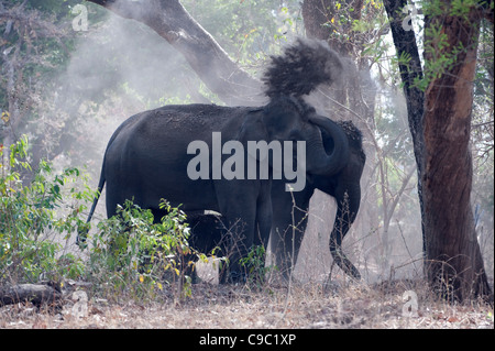 Indischer Elefant Elephas Maximus Bandhavgarh National Park Indien Stockfoto