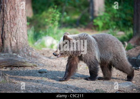 Eurasische Brown Bear Cub Finnland Stockfoto