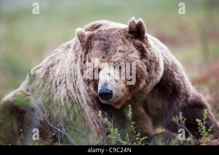 Eurasische Braunbären Finnland