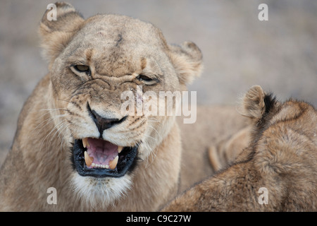 Löwin im Cub Löwe Panthera Leo Botswana Knurren Stockfoto