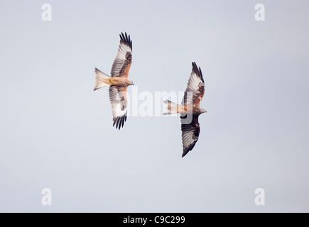 Rotmilane im Flug Milvus Milvus Wales Stockfoto