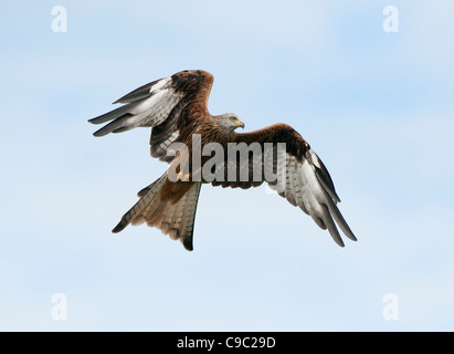 Rotmilan im Flug Milvus Milvus Wales Stockfoto