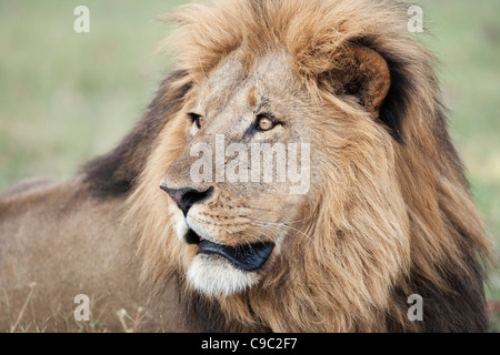 Porträt der Löwe Panthera Leo Botswana Stockfoto