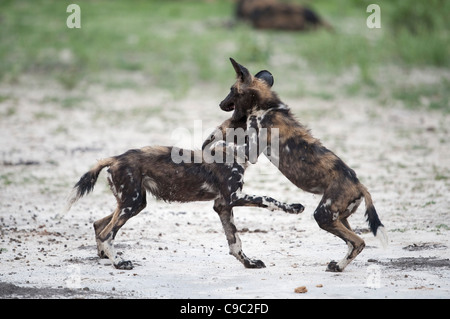 Wilder Hundewelpen spielen LYKAON Pictus Botswana Stockfoto