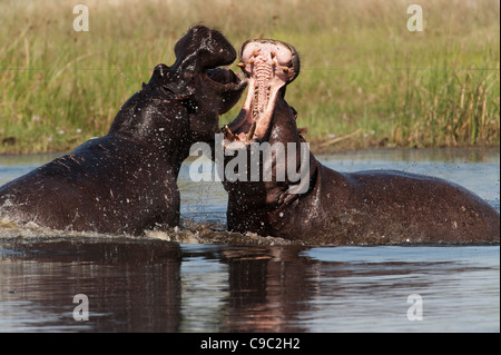 Bekämpfung der Flusspferde Hippopotamus Amphibius Botswana Stockfoto