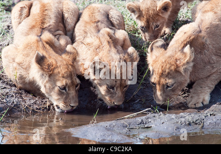 Löwenbabys trinken Panthera Leo Botswana Stockfoto