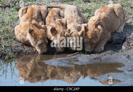 Löwenbabys trinken Panthera Leo Botswana Stockfoto