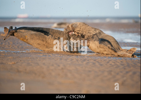 Graue Dichtungen kämpfenden Halichoerus Grypus UK Stockfoto
