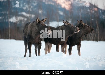 Elch Familie Norwegen Stockfoto