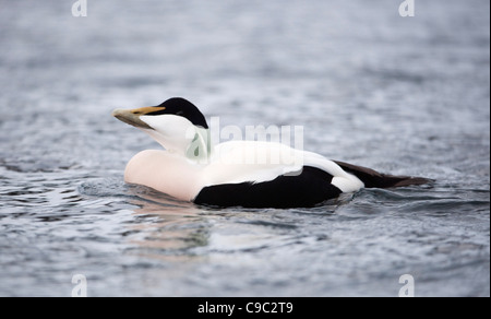 Eiderente Norwegen Stockfoto