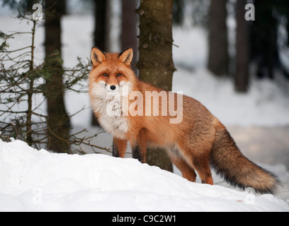 Rotfuchs Norwegen Stockfoto