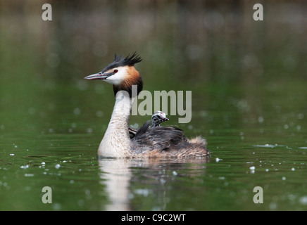 Great crested Grebe mit Küken UK Stockfoto