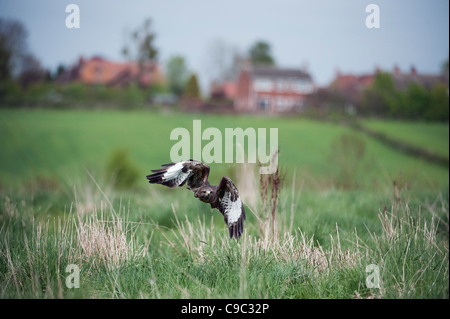 Bussard im Flug UK Stockfoto