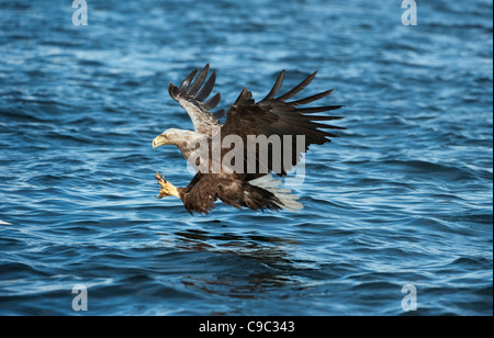 Seeadler, der Fische von der Meeresoberfläche aus Norwegen nimmt Stockfoto