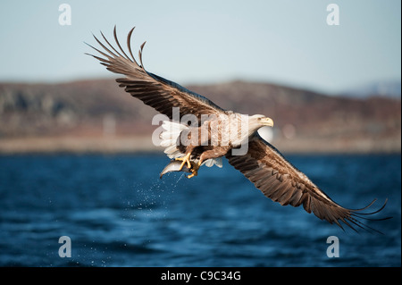 Seeadler, der nach dem Fischen von der Oberfläche Norwegens fliegt Stockfoto