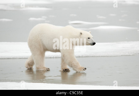 Eisbären gehen auf Eis Kanada Stockfoto