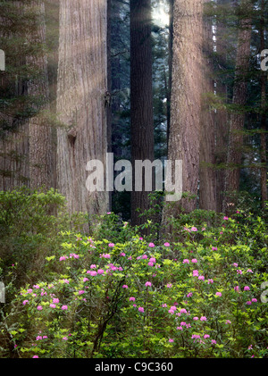 Redwood-Bäume und blühende Rhododendren. Redwood National Park, Kalifornien Lichtstrahlen wurden hinzugefügt Stockfoto