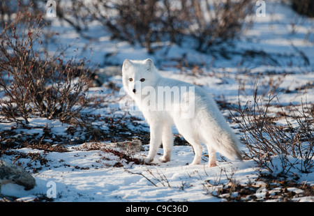 Polarfuchs auf Tundra Kanada Stockfoto