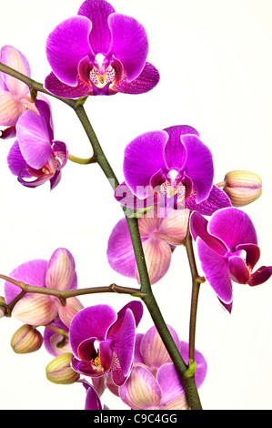 Orchidee Blume. Stockfoto