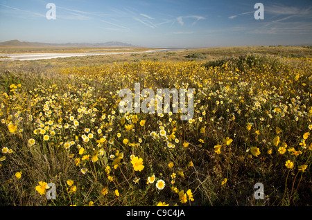 Kalifornien - Bereich der Wildblumen blühen in der Nähe von Soda Lake im Carrizo Plain National Monument. Stockfoto