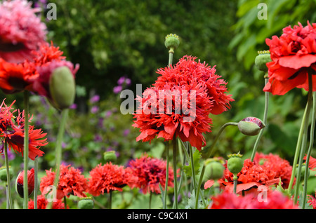 Schlafmohn (Papaver Somniferum) Stockfoto